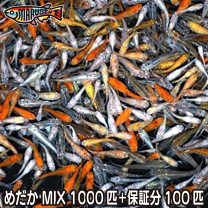 楽天市場】メダカ 1000匹の通販 