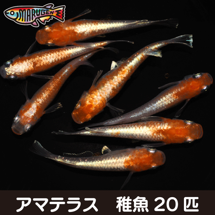赤の巨竜アマテラス レベル10 Amazon | バトルスピリッツ 絶対なる幻龍神アマテラス・ドラゴン