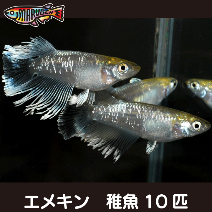 ニュースキン　メタ　2個　新品　即日発送　8個までok ニュースキンメタ2個