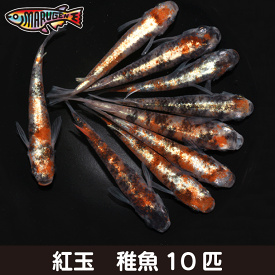 【送料無料】養魚場直送！ 紅玉 稚魚10匹 medaka めだか メダカ 幹之 アクアリウム ビオトープ　ユリシス　雲州　紅帝　メダカミックス　レッドクリフ　竜章鳳姿　丸玄