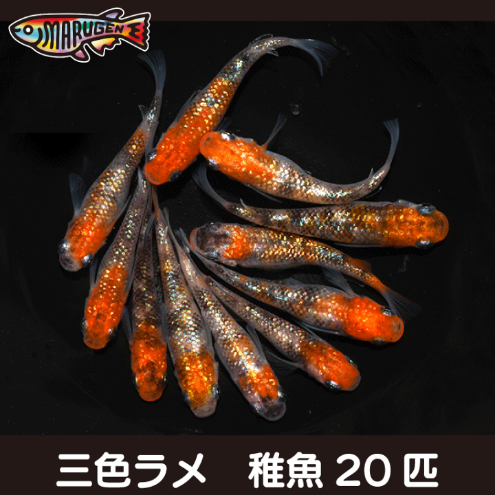 楽天市場】【送料無料】養魚場直送！ 三色ラメ 稚魚10匹～20匹