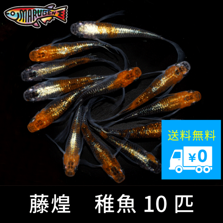 楽天市場】【 送料無料 】 綺麗 な メダカ ラメ 藤煌 稚魚 SS～S