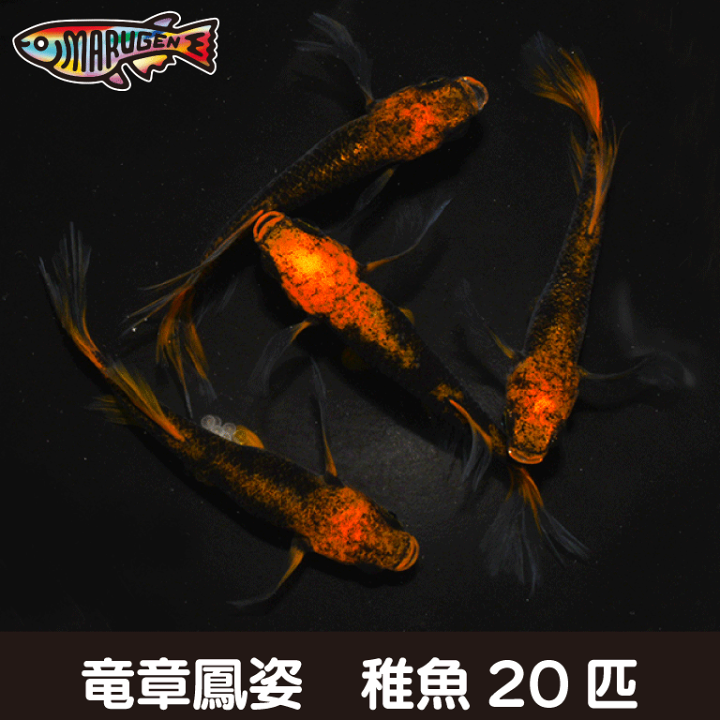 楽天市場】【送料無料】養魚場直送! 竜章鳳姿 稚魚10匹~20匹 楽天市場】【送料無料】養魚場直送! 竜章鳳姿 稚魚10匹~20匹
