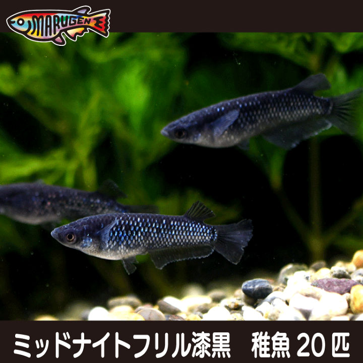 楽天市場】【送料無料】養魚場直送！ ミッドナイトフリル漆黒