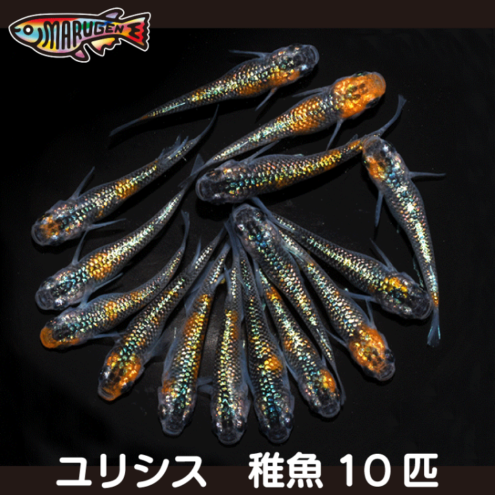 楽天市場】【送料無料】養魚場直送！ ユリシス 稚魚10匹～20匹 medaka めだか メダカ 幹之 アクアリウム ビオトープ ユリシス 雲州 紅帝  メダカミックス レッドクリフ 竜章鳳姿 丸玄 : 丸玄楽天市場店