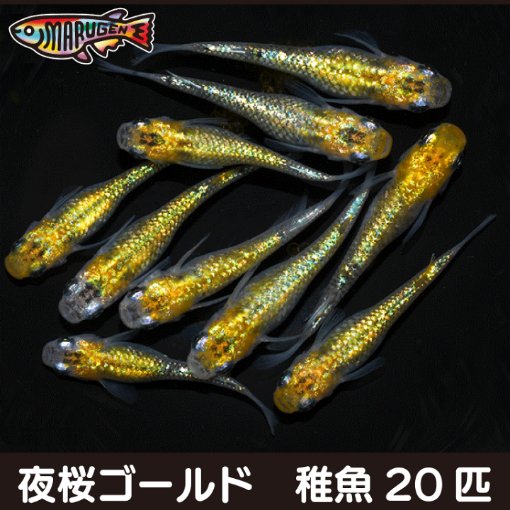 楽天市場】【送料無料】養魚場直送！ 夜桜ゴールド 稚魚10匹～20