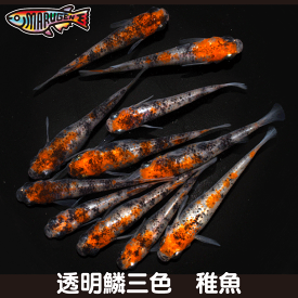 ≪餌のおまけ付き≫ 送料無料 綺麗 な メダカ 透明鱗三色 稚魚 SS～Sサイズ 10～20匹 +α 改良 めだか 生体 【プロの育成書付！安心の死着保証！養魚場直送】 めだか専門店丸玄