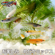 ≪餌のおまけ付き≫ 【必ず6種類以上入っている】 綺麗 な メダカ 稚魚 10匹 +α おまかせ 生体 ミックス…