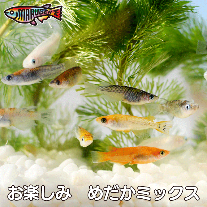 楽天市場】≪餌のおまけ付き≫ 【必ず30種類以上入っている】 綺麗 な 