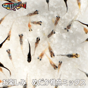 【送料無料】養魚場直送！必ず7種類以上必ず入っている/めだか おまかせ ミックス 稚魚 SS～Sサイズ 生体 メダカ 　me…