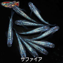 楽天市場】サファイア メダカ（観賞魚｜熱帯魚・アクアリウム