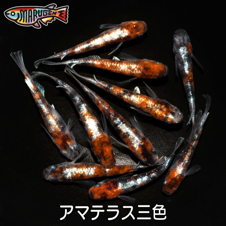 楽天市場】【送料無料】養魚場直送！ アマテラス三色 稚魚10匹