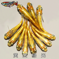 ≪餌のおまけ付き≫ 送料無料 綺麗 な メダカ ラメ 黄金緑光 稚魚 SS～Sサイズ 10～20匹 +α 改良 めだか…