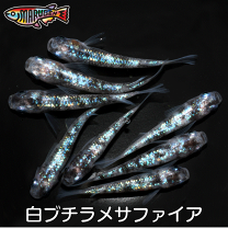 白ブチラメサファイア