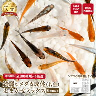 ≪餌のおまけ付き≫ 【必ず6種類以上入っている】 綺麗 な メダカ 若魚 成体 10匹 +α おまかせ 生体 ミ…