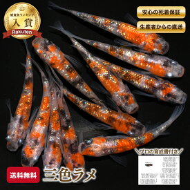 ≪餌のおまけ付き≫ 送料無料 【 送料無料 】 綺麗 な メダカ ラメ 三色ラメ 稚魚 SS～Sサイズ 10～20匹 +α 改良 めだか 生体 【プロの育成書付！安心の死着保証！養魚場直送】 めだか専門店丸玄