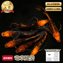 楽天市場】竜章鳳姿 メダカ（熱帯魚・アクアリウム｜ペット・ペット 
