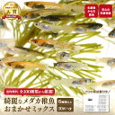 ≪餌のおまけ付き≫ 【必ず6種類以上入っている】 綺麗 な メダカ 稚魚 SS～Sサイズ 10匹 +α おまかせ 生体 ミックス…