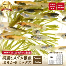 【必ず6種類以上入っている】 綺麗 な メダカ 稚魚 SS～Sサイズ 10匹 +α おまかせ 生体 ミックス 改良 めだか 生体 送料無料 【プロの育成書付！安心の死着保証！養魚場直送】 めだか専門店丸玄