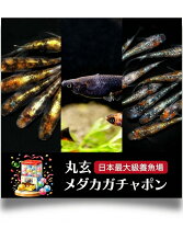 楽天市場】福袋（熱帯魚・アクアリウム｜ペット・ペットグッズ）の通販