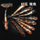 【送料無料】養魚場直送！ 紅玉 稚魚10匹～20匹 medaka めだか メダカ 幹之 アクアリウム ビオトープ　ユリシス　雲州…