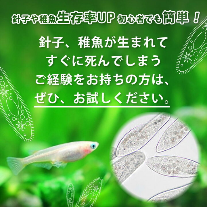 楽天市場 送料無料 即日発送 ゾウリムシ 300ml メダカの餌 針子 稚魚 餌 生き餌 エサ ぞうりむし ミジンコ みじんこ クロレラ めだか ヒメダカ 日の丸メダカ 日の丸めだか