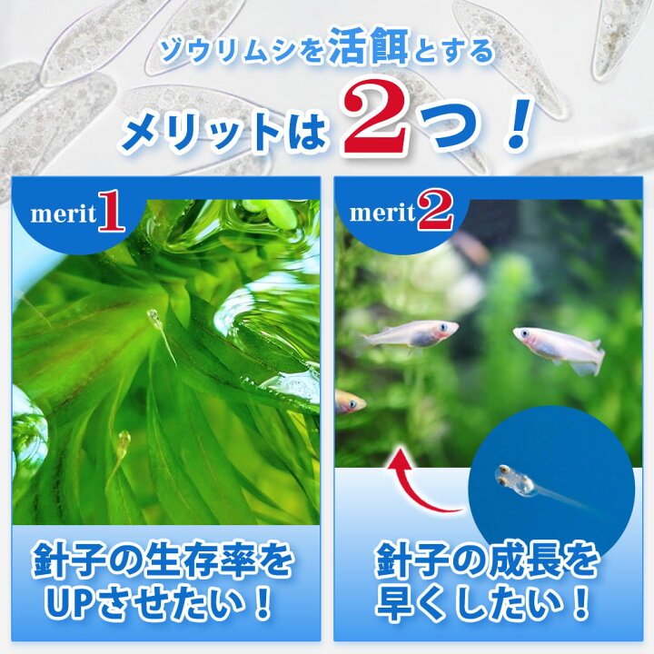 楽天市場 送料無料 即日発送 ゾウリムシ 100ml メダカの餌 針子 稚魚 餌 生き餌 エサ ぞうりむし ミジンコ みじんこ クロレラ めだか ヒメダカ 日の丸メダカ 日の丸めだか 楽天市場 送料無料 即日発送 ゾウリムシ 100ml メダカの餌 針子 稚魚 餌 生き餌 エサ ぞうりむし ミジンコ みじんこ クロレラ めだか ヒメダカ 日の丸メダカ 日の丸めだか