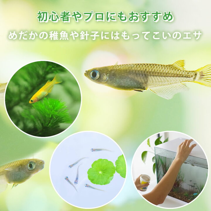楽天市場 送料無料 即日発送 ゾウリムシ 100ml メダカの餌 針子 稚魚 餌 生き餌 エサ ぞうりむし ミジンコ みじんこ クロレラ めだか ヒメダカ 日の丸メダカ 日の丸めだか