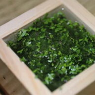 水草 メダカ アオウキクサ 【日の丸めだか】無農薬 (1カップ・3カップ・5カップ) 浮草 ビオトープ 水質安…