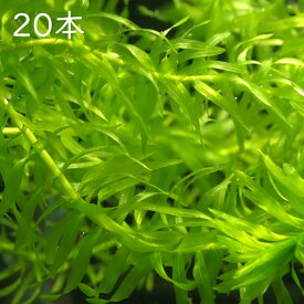 【水草】 アナカリス オオカナダモ 草 メダカ初心者 金魚藻 メダカ めだか 金魚 ビオトープ メダカ水槽 初心者向け 水槽 金魚初心者 定番 定番の水草 定番の草 丈夫 育てやすい