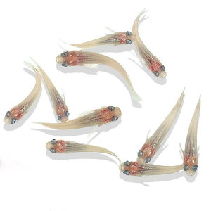 ���_�J �����_�J �y���̊ۂ߂����z �߂��� ���� �V�����_�J �Ϗ� (100�C�j