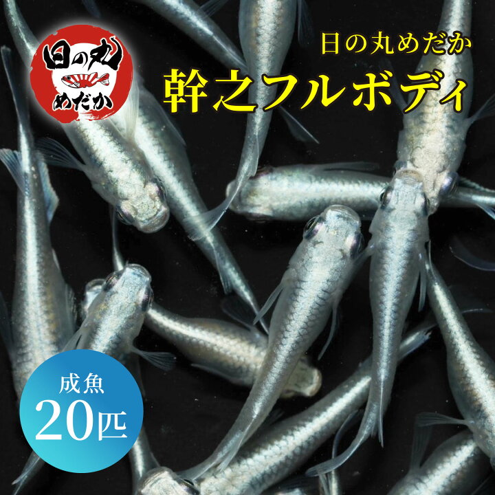 楽天市場】メダカ 生体 幹之フルボディ 【日の丸めだか】 幹之 みゆき 