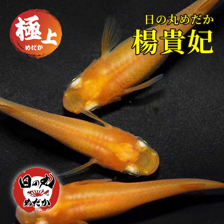 楽天市場】メダカ 生体 楊貴妃 【日の丸めだか】 極上 めだか 高級 