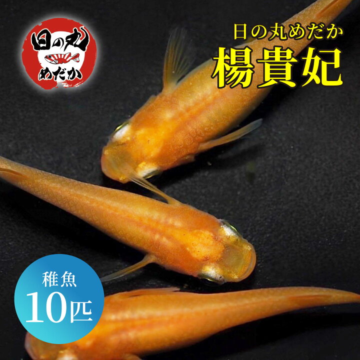 楽天市場】メダカ 生体 楊貴妃 【日の丸めだか】 極上 めだか 高級 