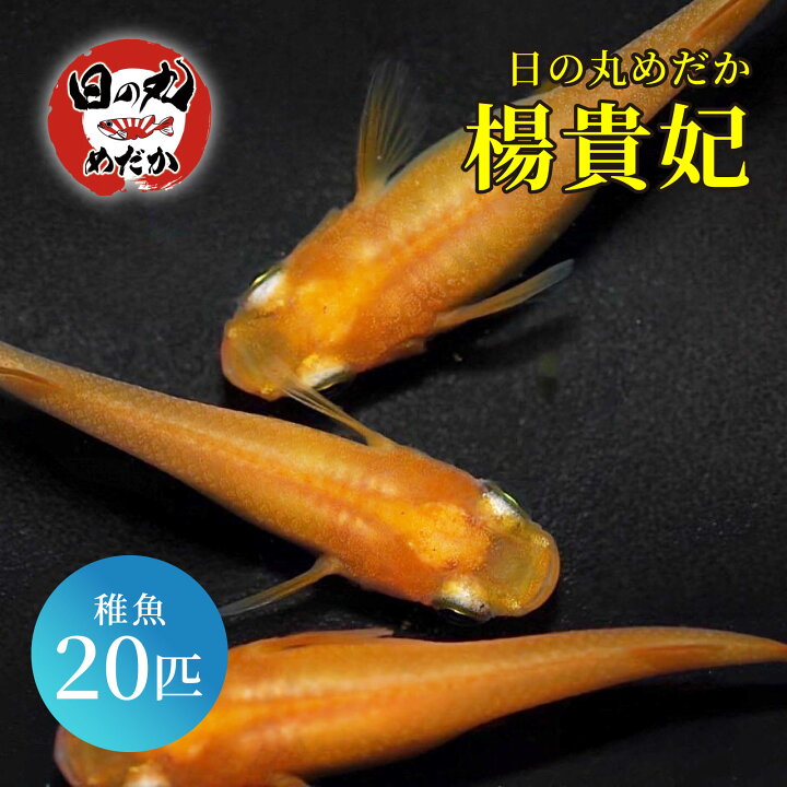 楽天市場】メダカ 生体 楊貴妃 【日の丸めだか】 極上 めだか 高級 