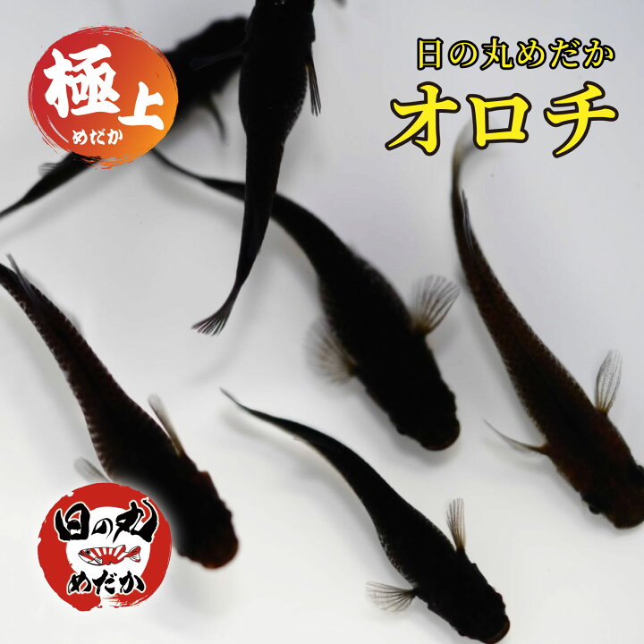 楽天市場】メダカ 生体 オロチ 【日の丸めだか】 極上 めだか 高級 