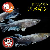 楽天市場】魚生体の通販