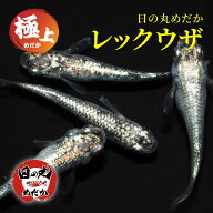 メダカ 生体 レックウザ 【日の丸めだか】 極上 1ペア 成魚 稚魚 めだか 黒 青 緑 シルバー ラメ メタリ…