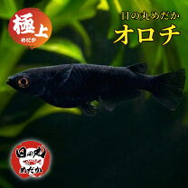 楽天市場】オロチ メダカ（観賞魚の生態環境淡水）（観賞魚｜熱帯魚 