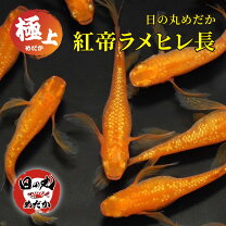 楽天市場】紅帝 ヒレ長の通販