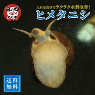 【送料無料】 ヒメタニシ 生体 日の丸めだか 大粒 5〜50匹 メダカ 水質浄化 有機物分解 藻 コケ取り 水槽…