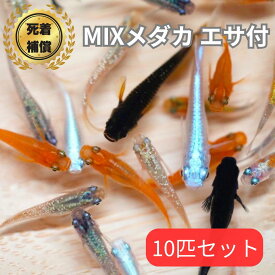 【観賞魚ランキング1位】 【エサ付】色とりどりの メダカ MIX（ミックス） 初心者にもオススメ♪ 10匹・20匹・50匹・100匹 めだか メダカ 観賞魚　medaka アクアリウム 改良メダカ専門 日の丸メダカ 送料無料 黒 赤 ラメ
