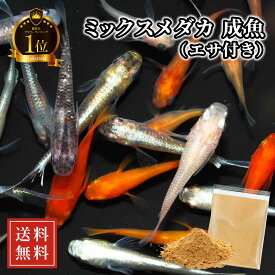 【観賞魚ランキング1位】 メダカ 生体 ミックスメダカ 有名ブリーダー愛用のエサ付き 死着保証 【日の丸めだか】 10~100匹 送料無料 めだか 高級 観賞魚 アクアリウム 初心者にもオススメ♪