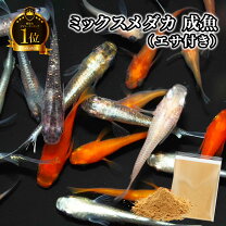 楽天市場】メダカ 100匹の通販
