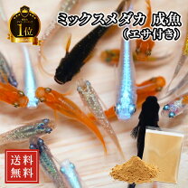 楽天市場】メダカ 1000匹の通販