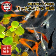 【送料無料】 メダカ 生体 稚魚 ミックスメダカ ミックス稚魚 (10匹・20匹・30匹) 日の丸めだか めだか …