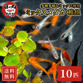 【送料無料】 メダカ 生体 稚魚 ミックスメダカ ミックス稚魚 (10匹・20匹・30匹) 日の丸めだか めだか 高級 観賞魚 MIXメダカ 初心者 死着保証