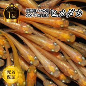 【観賞魚ランキング1位】 ヒメダカ メダカ 生体 【日の丸めだか】 大粒 10〜1000匹 めだか 観賞 飼育 アロワナ 生き餌 ひめだか