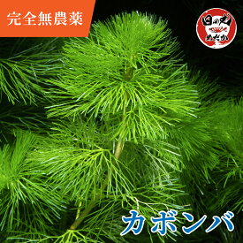 【完全無農薬】 水草 メダカ カボンバ 日の丸めだか (国産) 金魚藻 めだか 金魚 産卵床 水質改善 隠れ家 コケ抑制 水槽 熱帯魚 ビオトープ 水質浄化