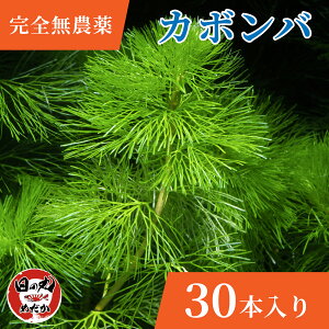 yS_z  _J J{o ̊ۂ߂ (Y)  ߂  Y P B RP}  Mы rIg[v 